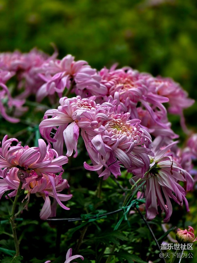 【匯龍?zhí)毒栈ㄕ咕€下攝影活動(dòng)】+菊花展