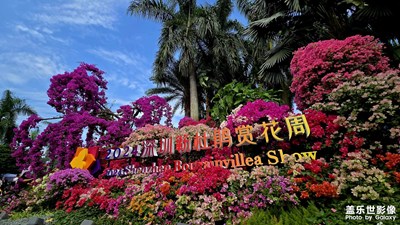 2024深圳簕杜鵑賞花周?