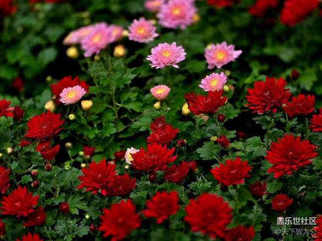 【匯龍?zhí)毒栈ㄕ咕€下攝影活動(dòng)】+菊花展