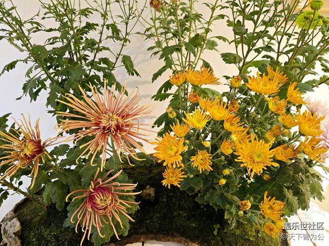 【匯龍?zhí)毒栈ㄕ咕€下攝影活動(dòng)】+菊花展