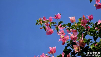 深圳市花——簕杜鵑