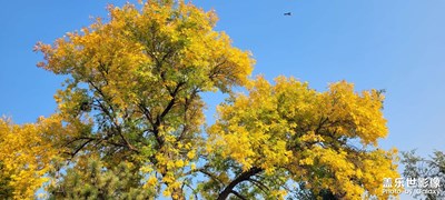 【秋冬時光】+?圓明園遺址公園