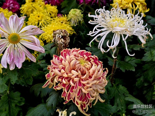 【匯龍?zhí)毒栈ㄕ咕€下攝影活動(dòng)】+菊花展