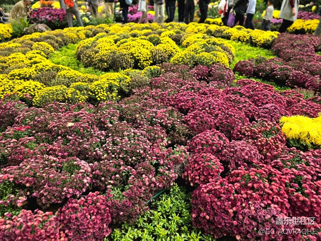 【匯龍?zhí)毒栈ㄕ咕€下攝影活動】+菊花展攝影回顧