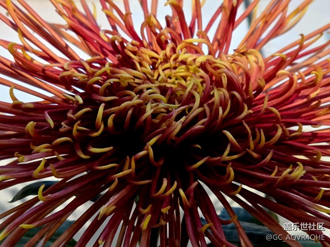 【匯龍?zhí)毒栈ㄕ咕€下攝影活動】+菊花展攝影回顧