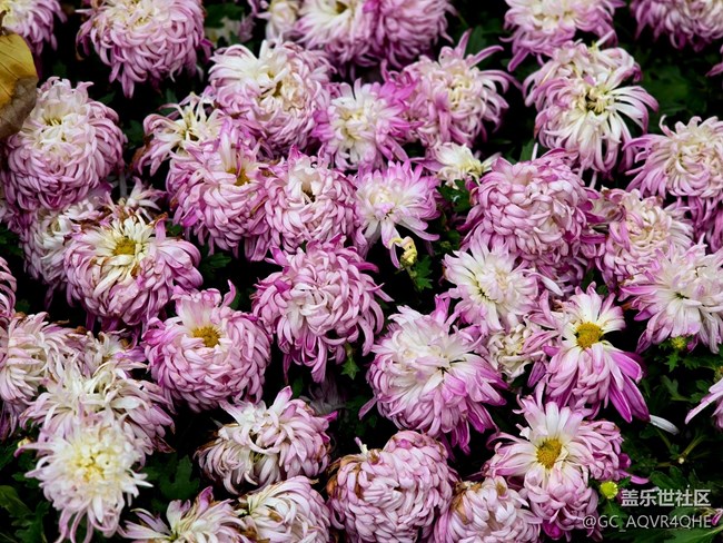 【匯龍?zhí)毒栈ㄕ咕€下攝影活動】+菊花展攝影回顧