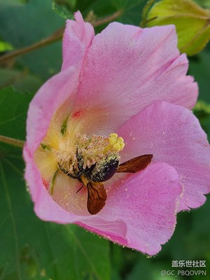 【秋冬時(shí)光】陽(yáng)光下的花朵