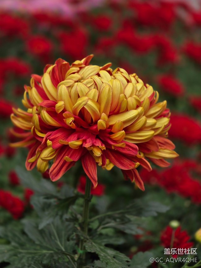 【匯龍?zhí)毒栈ㄕ咕€下攝影活動】+菊花展攝影回顧