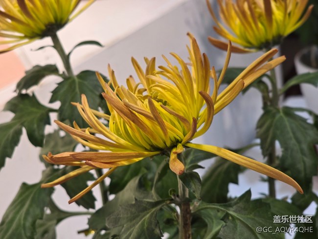 【匯龍?zhí)毒栈ㄕ咕€下攝影活動】+菊花展攝影回顧