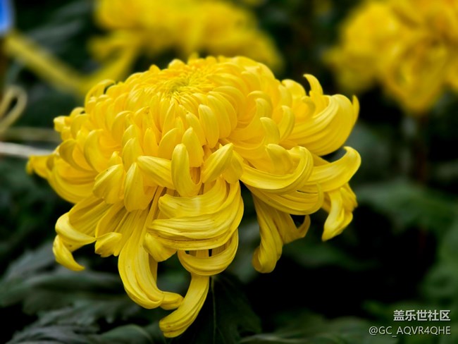 【匯龍?zhí)毒栈ㄕ咕€下攝影活動】+菊花展攝影回顧