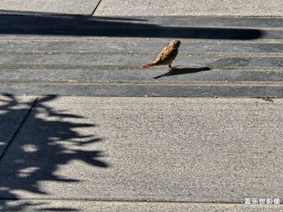 【秋冬時光】+遇見小鳥