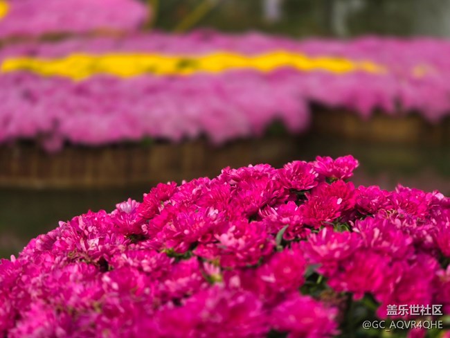 【匯龍?zhí)毒栈ㄕ咕€下攝影活動】+菊花展攝影回顧