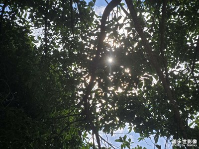 【秋冬時(shí)光】+樹葉間的光芒