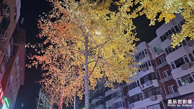 銀杏樹下的童年光影