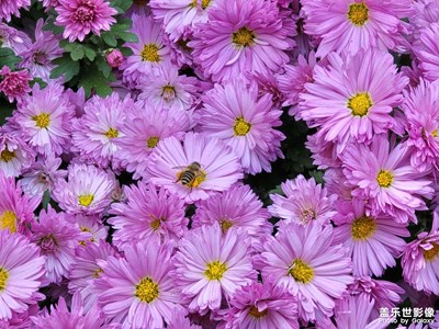 【身邊的風(fēng)景】菊色生香