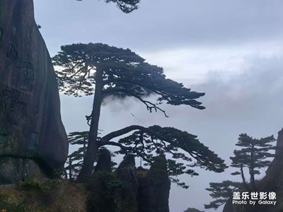 【身邊的風景】+ 初冬的迎客松