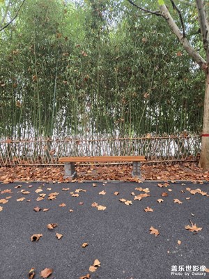 【身邊的風(fēng)景】+公園的秋天