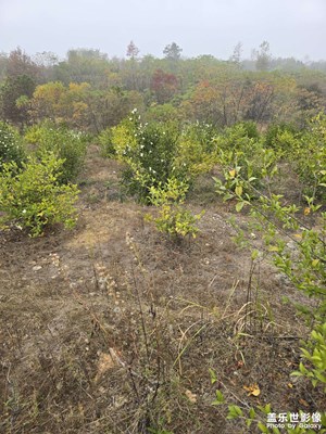 【身邊的風(fēng)景】+ 山上景色