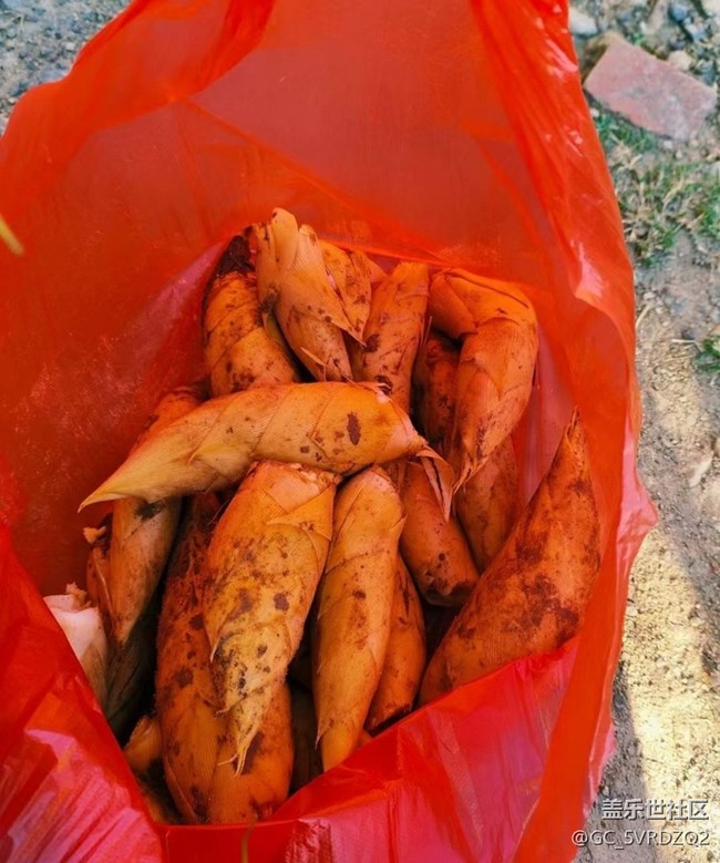 【秋暮冬初】采挖