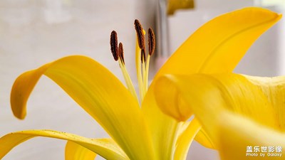 【見微知著】陽(yáng)光下的百合