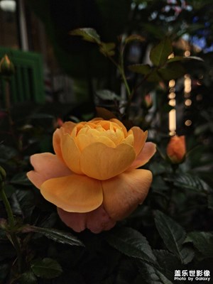 【見微知著】灼灼其華