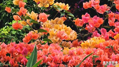 【身邊的風(fēng)景】11月