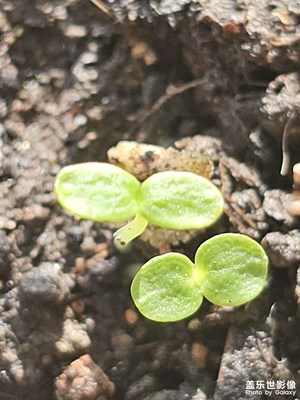 【見微知著】發(fā)芽的獼猴桃