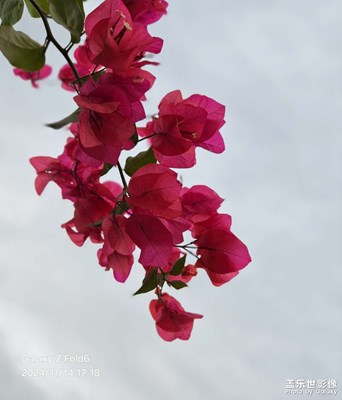 【隨拍分享】花開一季，如夢如幻