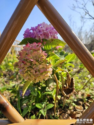 【身邊的風(fēng)景】+初冬路邊的花兒