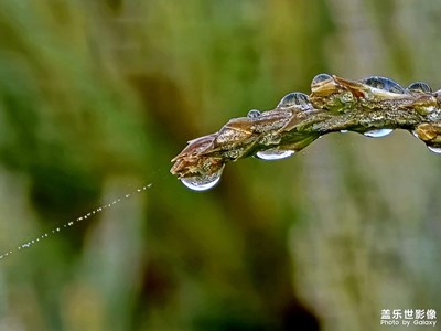 【見(jiàn)微知著】晨露有絲