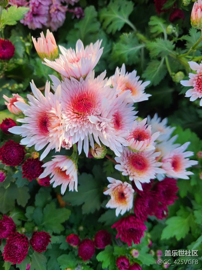 【Galaxy影像】自然的律動(dòng)+菊花