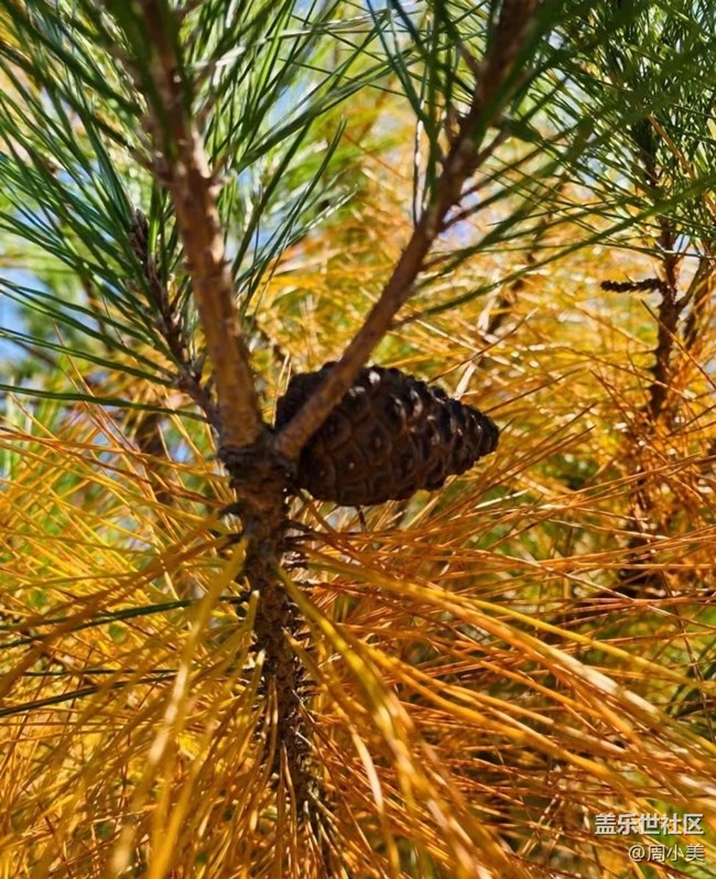 【秋意濃】金秋