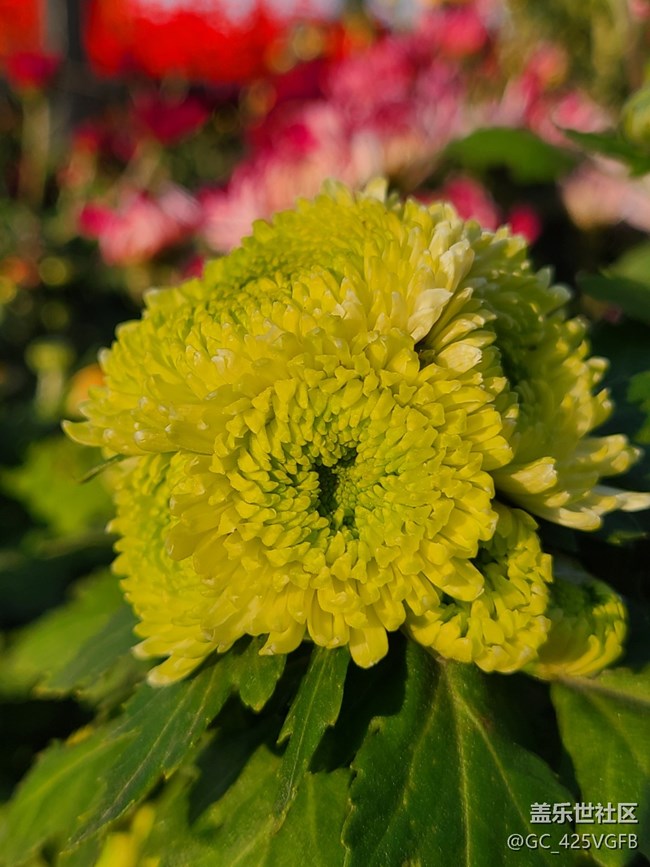 【Galaxy影像】自然的律動(dòng)+菊花