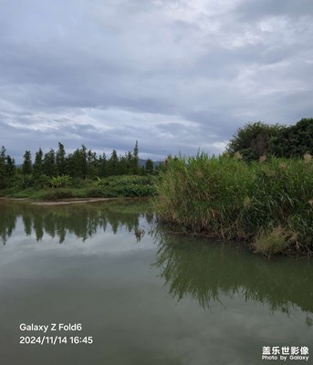 【身邊的風景】東江灣濕地公園