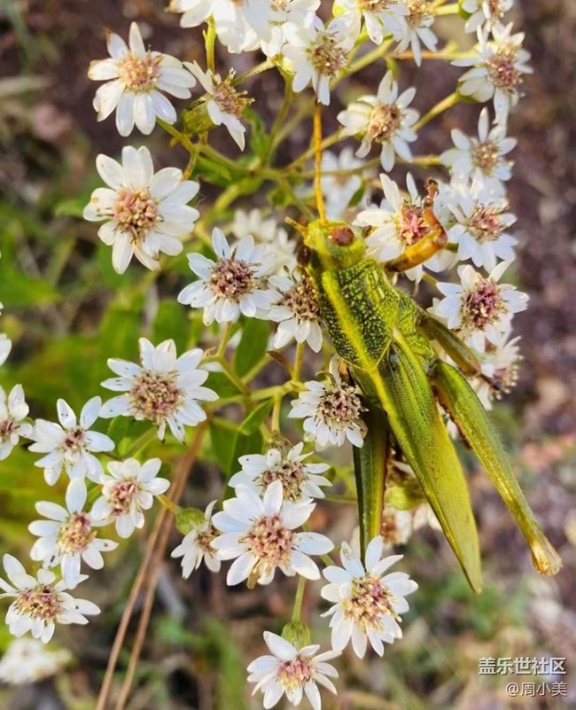 【秋意濃】金秋