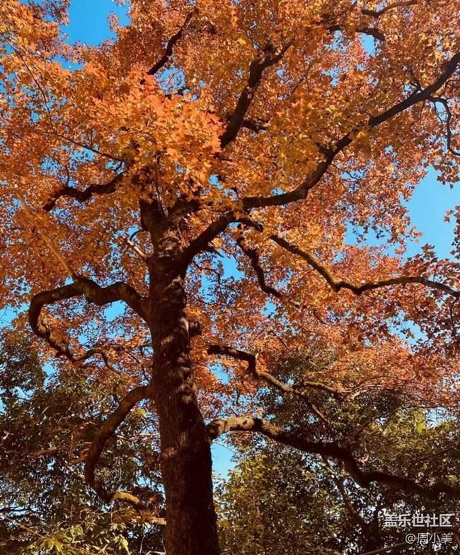 【秋意濃】金秋