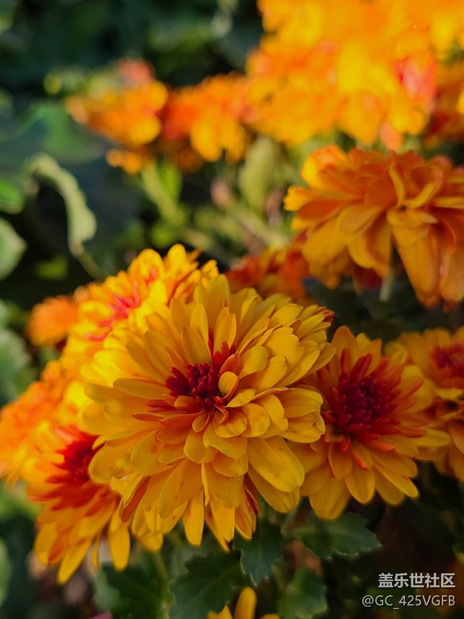 【Galaxy影像】自然的律動(dòng)+菊花