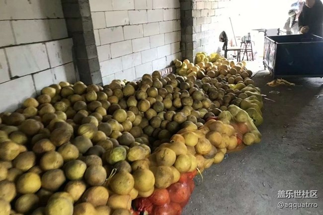 【Galaxy影像】自然的律動(dòng)+ 摘柚子