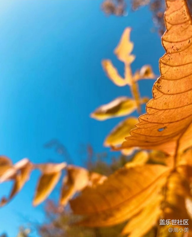 【秋意濃】金秋