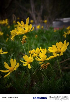 【見微知著】+長焦鏡頭下的花草
