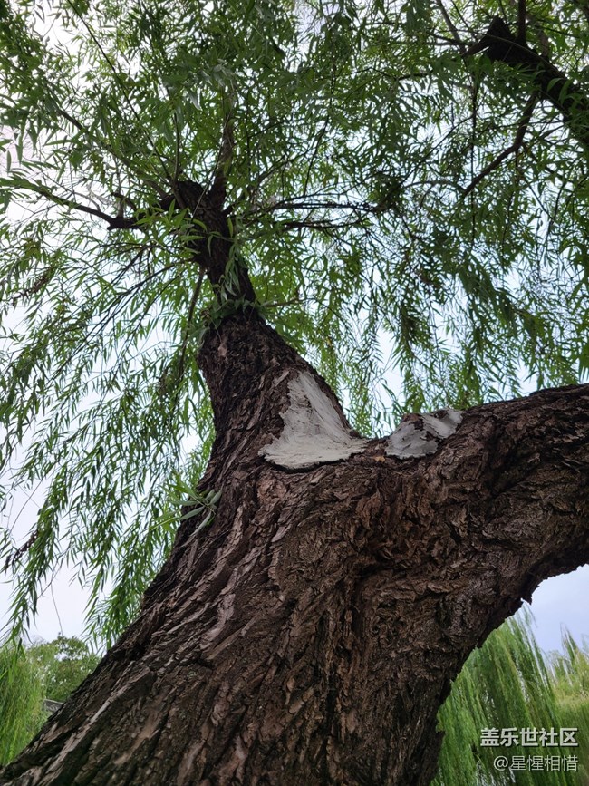 【Galaxy影像】自然的律動+湖邊散步