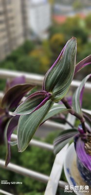 也不知道是啥植物