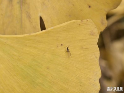 【見(jiàn)微知著】局部與整體