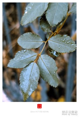 秋葉，最后的舞者。