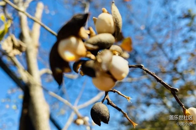 【秋意濃】金秋