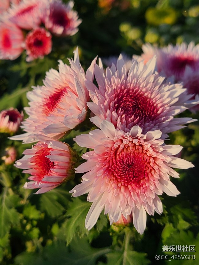 【Galaxy影像】自然的律動(dòng)+菊花