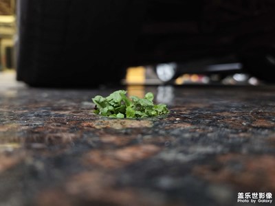 【見微知著】生命就是奇跡