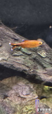 【見微知著】公司的小魚兒