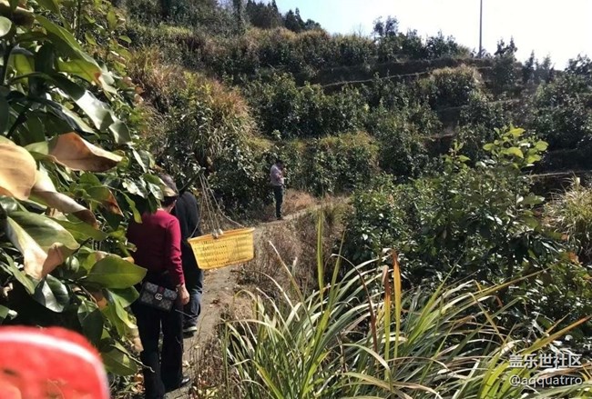 【Galaxy影像】自然的律動(dòng)+ 摘柚子