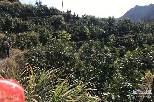 【Galaxy影像】自然的律動(dòng)+ 摘柚子